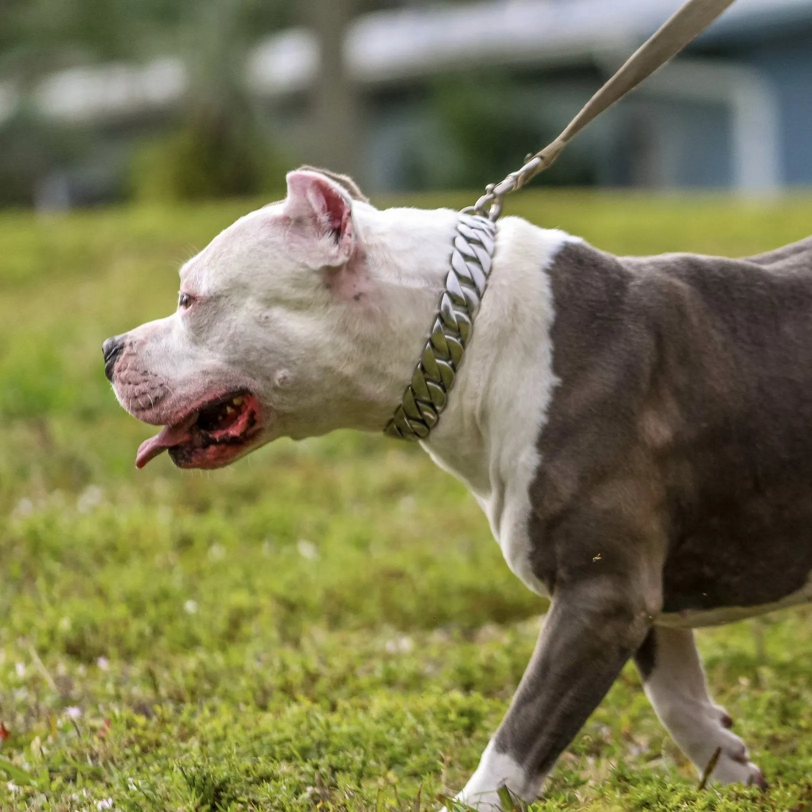 “Dog Collar” - Black - Sanity's Bad Ass Custom - 1 wide - D82